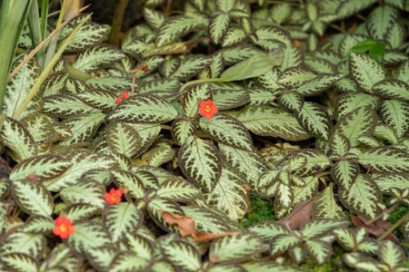 Saint Gallen, Switzerland, December 7, 2023 Episcia Cupreata or flame violet plant at the botanical...
