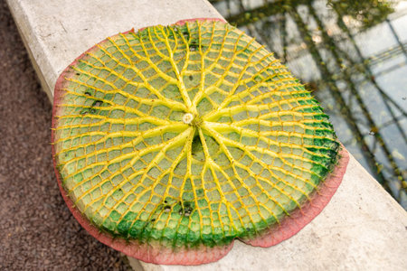 Saint Gallen, Switzerland, December 7, 2023 Victoria Cruziana or santa cruz water lily back side at the botanical gardenの写真素材