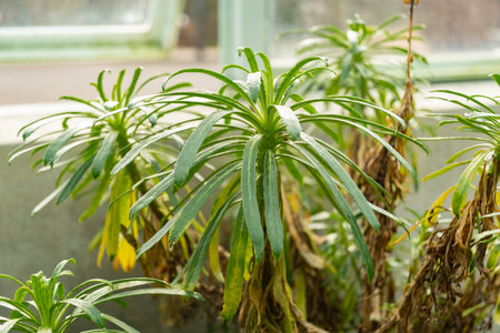 Saint Gallen, Switzerland, January 3, 2024 Arizona Vidalii or azores bellflower plant at the botanical gardenの写真素材
