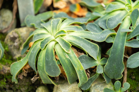 Saint Gallen, Switzerland, January 3, 2024 Lewisia Cotyledon or cliff maids plant at the botanical gardenの写真素材