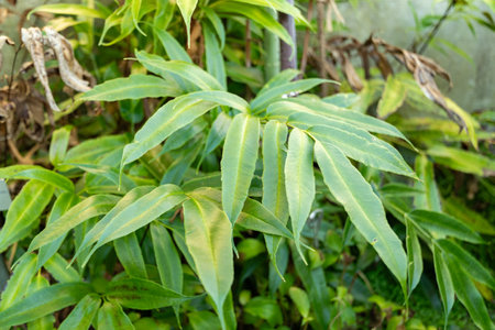 Saint Gallen, Switzerland, January 3, 2024 Coniogramme Japonica plant at the botanical garden