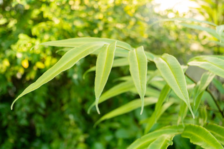 Saint Gallen, Switzerland, January 3, 2024 Coniogramme Japonica plant at the botanical gardenの写真素材