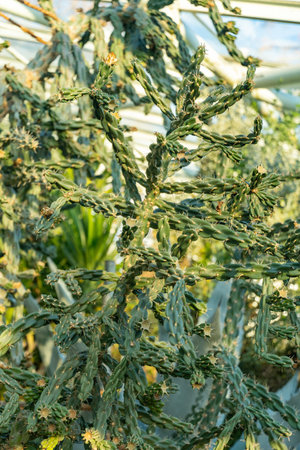 Saint Gallen, Switzerland, January 3, 2024 Opuntia Imbricata or cane cholla plant at the botanical...