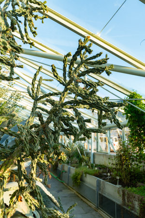 Saint Gallen, Switzerland, January 3, 2024 Opuntia Imbricata or cane cholla plant at the botanical gardenの写真素材