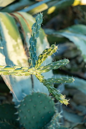 Saint Gallen, Switzerland, January 3, 2024 Opuntia Imbricata or cane cholla plant at the botanical...