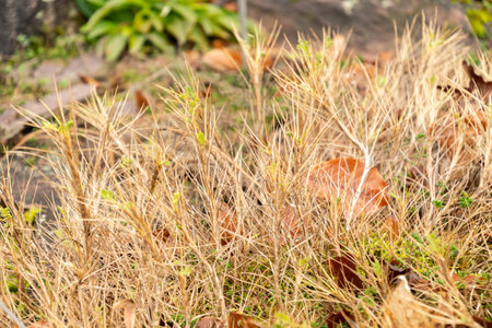 Zurich, Switzerland, January 5, 2024 Astragalus Sempervirens plant at the botanical gardenの写真素材