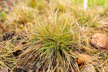 Zurich, Switzerland, January 5, 2024 Festuca Saximontana or rocky mountain fescue plant at the botanical gardenの写真素材