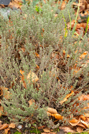 Zurich, Switzerland, January 5, 2024 Thymus Vulgaris or common thyme plant at the botanical garden