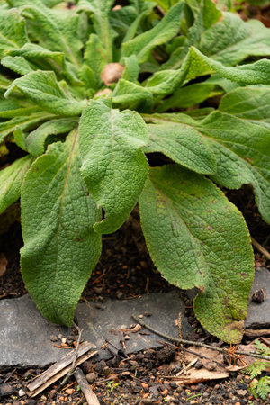 Zurich, Switzerland, January 5, 2024 Digitalis Purpurea or common foxglove plant at the botanical...