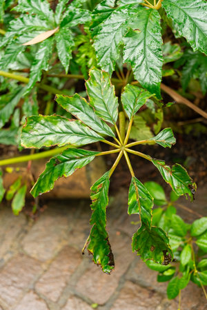Zurich, Switzerland, January 5, 2024 Begonia Carolineifolia or palm leaf begonia plant at the botanical gardenの写真素材