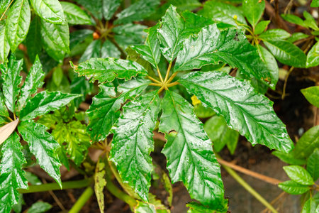 Zurich, Switzerland, January 5, 2024 Begonia Carolineifolia or palm leaf begonia plant at the botanical gardenの写真素材