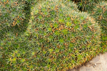 Zurich, Switzerland, January 5, 2024 Deuterocohnia Lotteae plant at the botanical gardenの写真素材