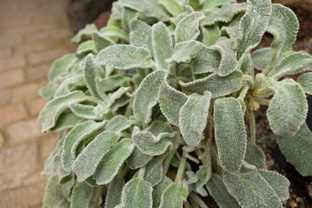 Zurich, Switzerland, January 5, 2024 Stachys Byzantina plant at the botanical gardenの写真素材