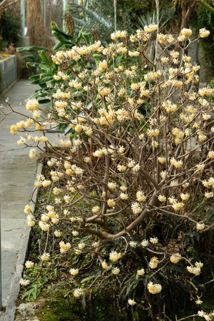 Saint, Gallen, Switzerland, February 10, 2024 Edgeworthia Chrysantha or oriental paper bush plant at the botanical gardenの写真素材