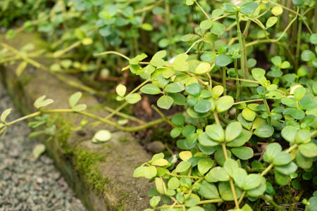 Saint, Gallen, Switzerland, February 10, 2024 Peperomia Verricillata plant at the botanical garden