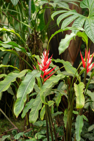 Saint, Gallen, Switzerland, February 10, 2024 Heliconia Angusta plant at the botanical garden