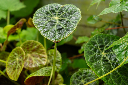 Saint, Gallen, Switzerland, February 10, 2024 Begonia Goegoensis or fire king begonia plant at the botanical gardenの写真素材