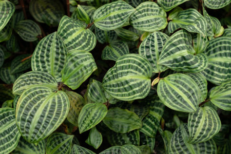 Saint, Gallen, Switzerland, February 10, 2024 Geogenanthus Poeppigii or seesucker plant at the...