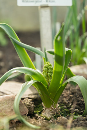 Saint Gallen, Switzerland, March 2, 2024 Bellevalia Ciliata plant at the botanical gardenの写真素材