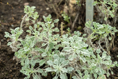 Saint Gallen, Switzerland, March 2, 2024 Tanacetum Argenteum plant at the botanical gardenの写真素材