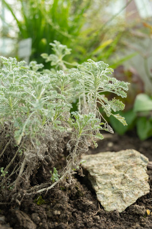 Saint Gallen, Switzerland, March 2, 2024 Tanacetum Argenteum plant at the botanical gardenの写真素材