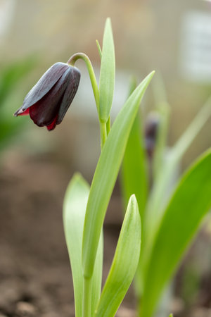 Saint Gallen, Switzerland, March 2, 2024 Fritillaria Armena plant at the botanical gardenの写真素材