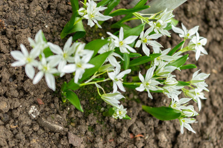 Saint Gallen, Switzerland, March 2, 2024 Ornithogalum Oligophyllum plant at the botanical garden