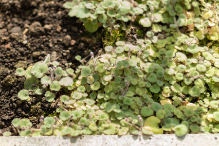 Saint Gallen, Switzerland, March 2, 2024 Cymbalaria Pilosa plant at the botanical gardenの写真素材