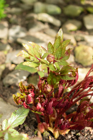 Saint Gallen, Switzerland, March 2, 2024 Paeonia Cambessedesii or balearic peony plant at the botanical gardenの写真素材