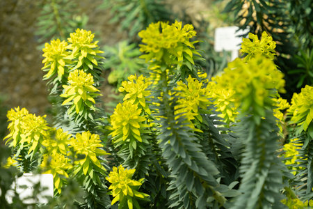 Saint Gallen, Switzerland, March 2, 2024 Euphorbia Rigida or gopher spurge plant at the botanical gardenの写真素材