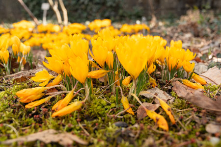 Saint Gallen, Switzerland, March 2, 2024 Crocus Chrysanthus or snow crocus flowers at the botanical...