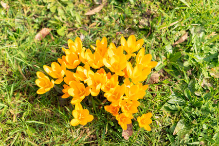 Saint Gallen, Switzerland, March 2, 2024 Crocus Chrysanthus or snow crocus flowers at the botanical...