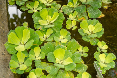 Saint Gallen, Switzerland, March 2, 2024 Pistia Stratiotes or water cabbage plant at the botanical gardenの写真素材