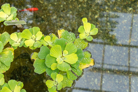 Saint Gallen, Switzerland, March 2, 2024 Pistia Stratiotes or water cabbage plant at the botanical gardenの写真素材