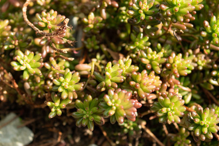 Saint Gallen, Switzerland, March 2, 2024 Sedum X Rubrotinctum or jelly beans plant at the botanical...
