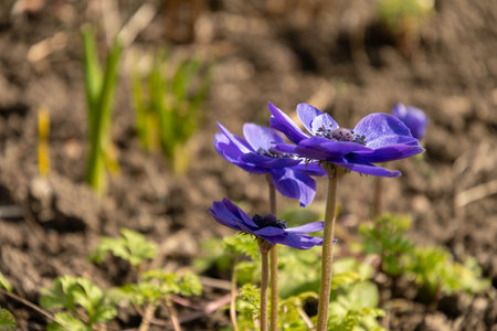 Zurich, Switzerland, March 9, 2024 Anemone Coronaria flower at the botanical gardenの写真素材