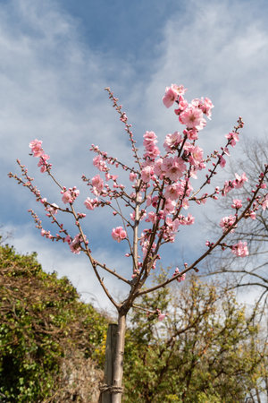 Zurich, Switzerland, March 9, 2024 Prunus Dulcis plant at the botanical gardenの写真素材