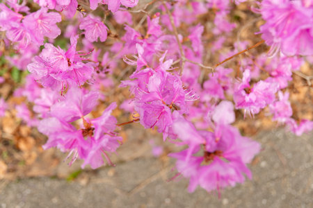 Zurich, Switzerland, March 9, 2024 Rhododendron Hybridum plant at the botanical gardenの写真素材