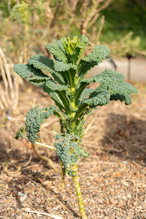 Zurich, Switzerland, March 9, 2024 Brassica Oleracea plant at the botanical gardenの写真素材