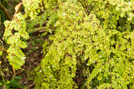 Zurich, Switzerland, March 9, 2024 Begonia Foliosa plant at the botanical gardenの写真素材