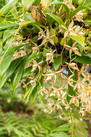 Zurich, Switzerland, March 9, 2024 Coelogyne Flaccida or bearded coelogyne plant at the botanical gardenの写真素材