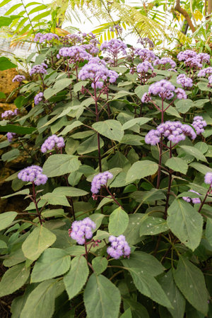 Zurich, Switzerland, March 9, 2024 Bartlettina Sordida or purple torch plant at the botanical garden