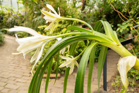 Zurich, Switzerland, March 9, 2024 Pamianthe Peruviana flower at the botanical gardenの写真素材