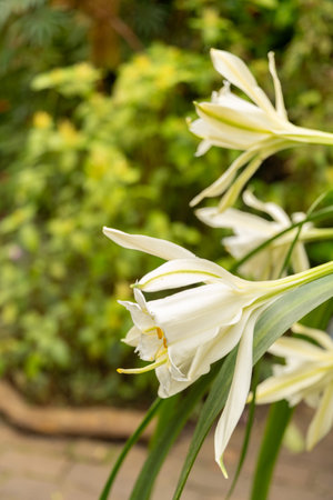 Zurich, Switzerland, March 9, 2024 Pamianthe Peruviana flower at the botanical gardenの写真素材