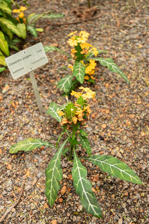 Zurich, Switzerland, March 9, 2024 Crossandra Pungens plant at the botanical gardenの写真素材