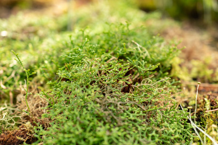 Saint Gallen, Switzerland, March 2, 2024 Selaginella Sanguinolenta plant at the botanical gardenの写真素材
