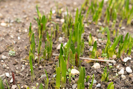 Saint, Gallen, Switzerland, February 10, 2024 Leucojum Aestivum or summer snowflake plant at the botanical gardenの写真素材