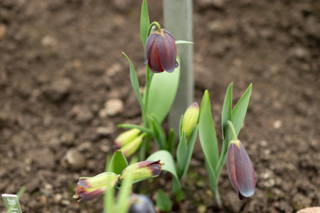 Saint Gallen, Switzerland, March 2, 2024 Fritillaria Armena plant at the botanical gardenの写真素材