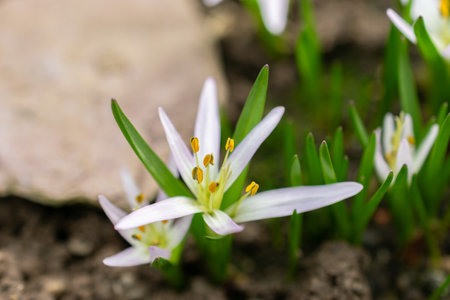 Saint, Gallen, Switzerland, February 10, 2024 Merendera Sobolifera flower at the botanical gardenの写真素材