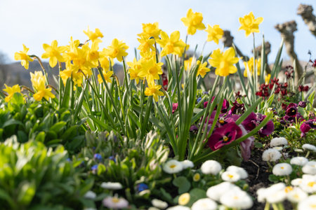 Weesen, Switzerland, March 22, 2024 Lovely daffodil flowers in a little park at the coast of the...